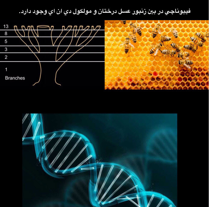 الگو فيبوناچي